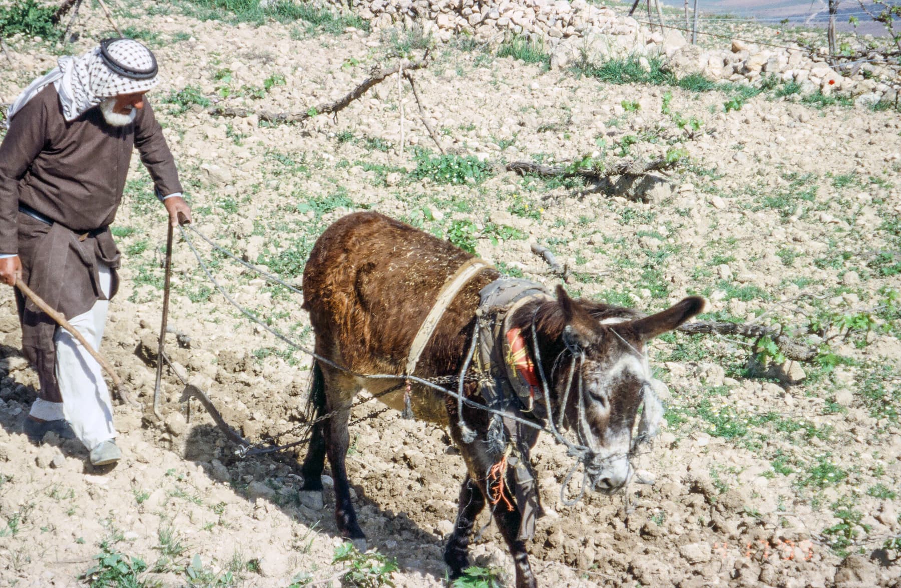 Farmer Plowing