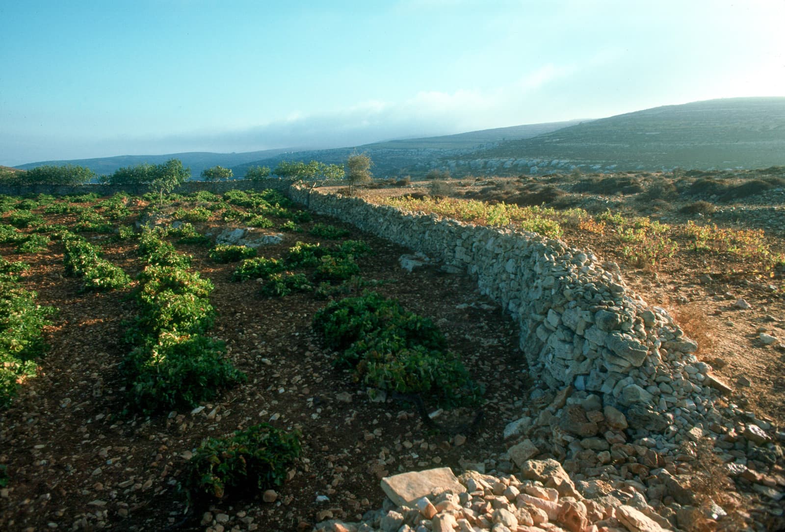 Vineyard