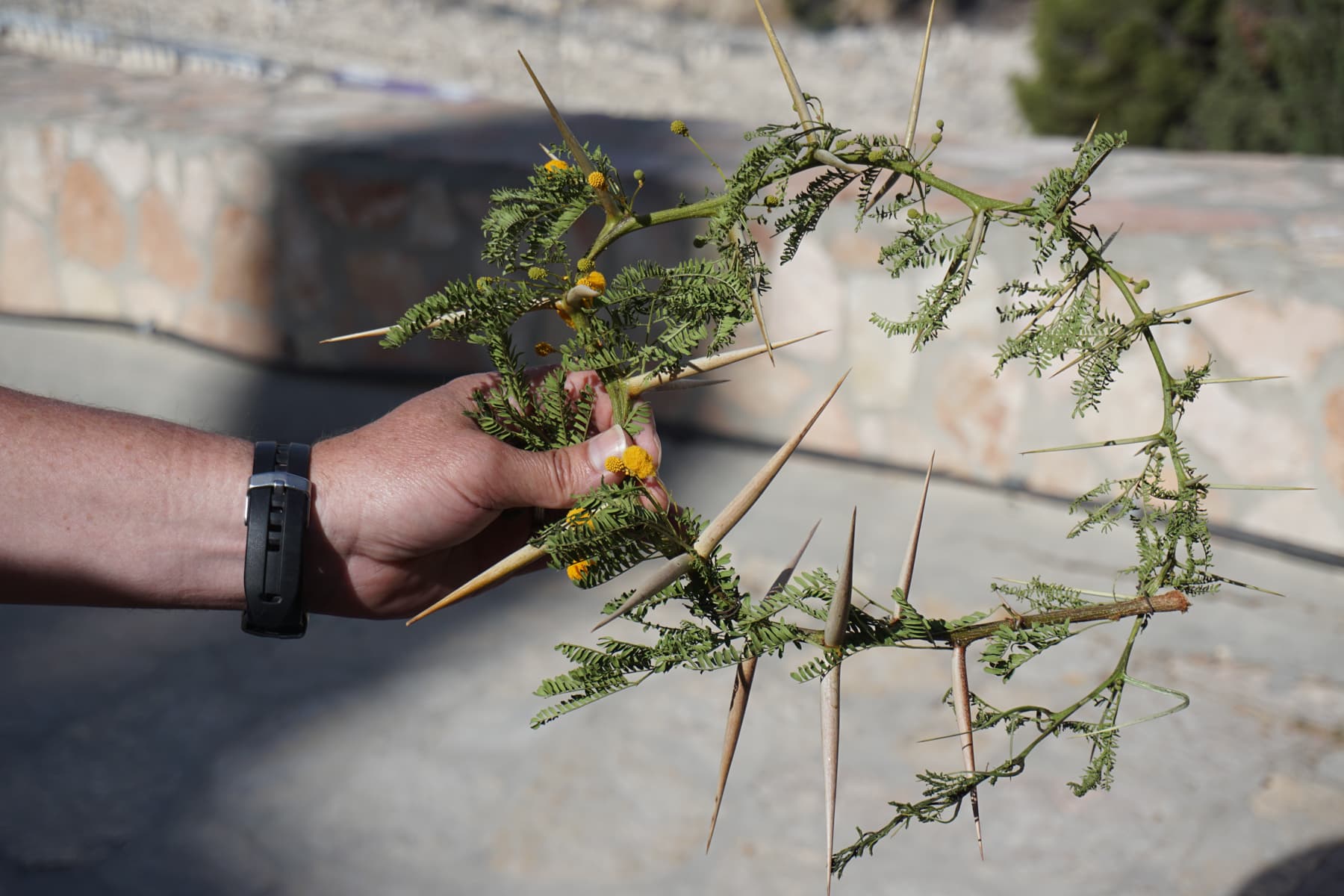Crown of Thorns.