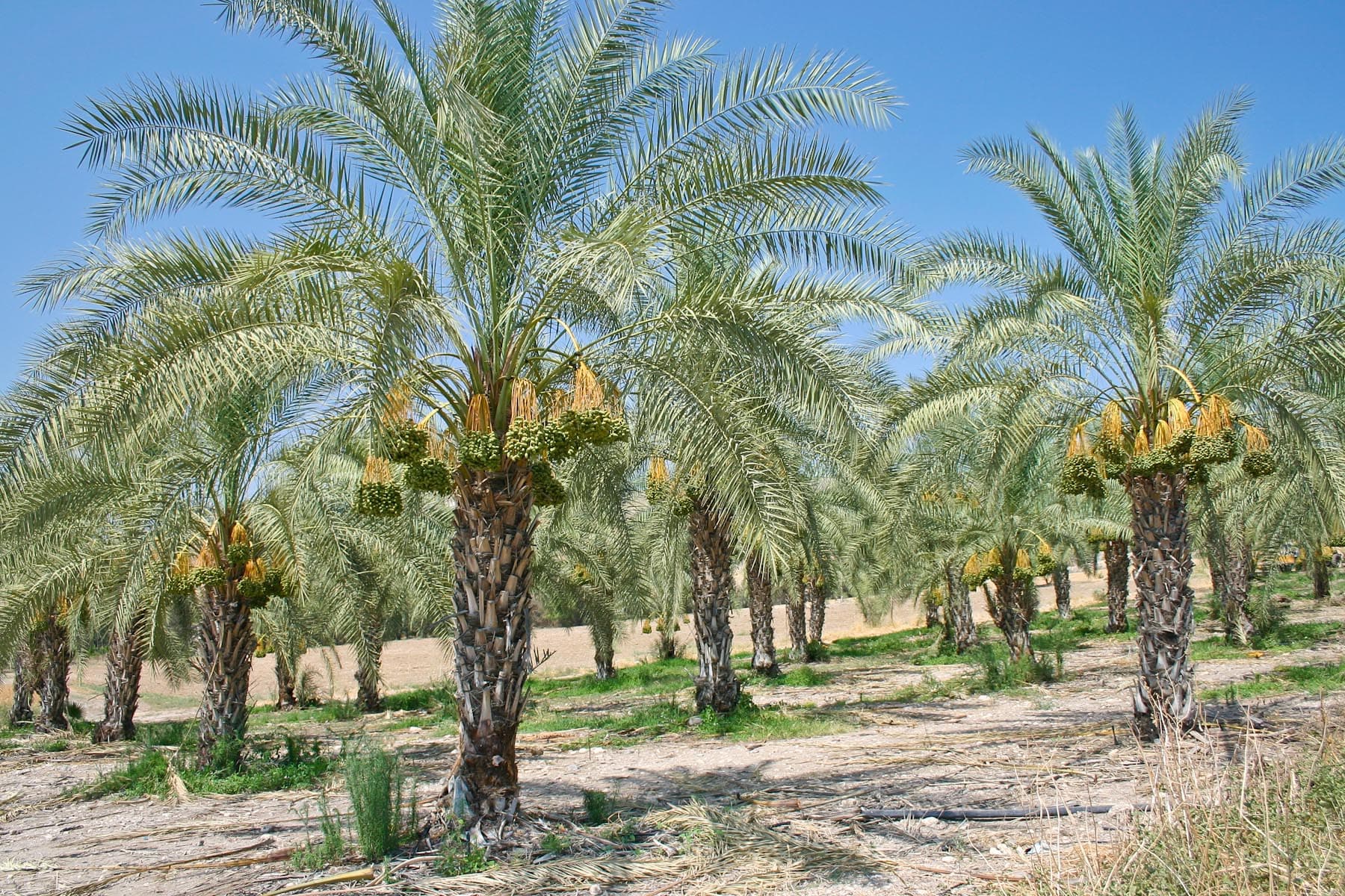 Date Palm