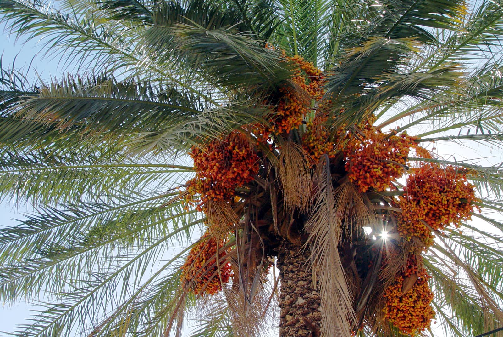 Dates and Palm Branches