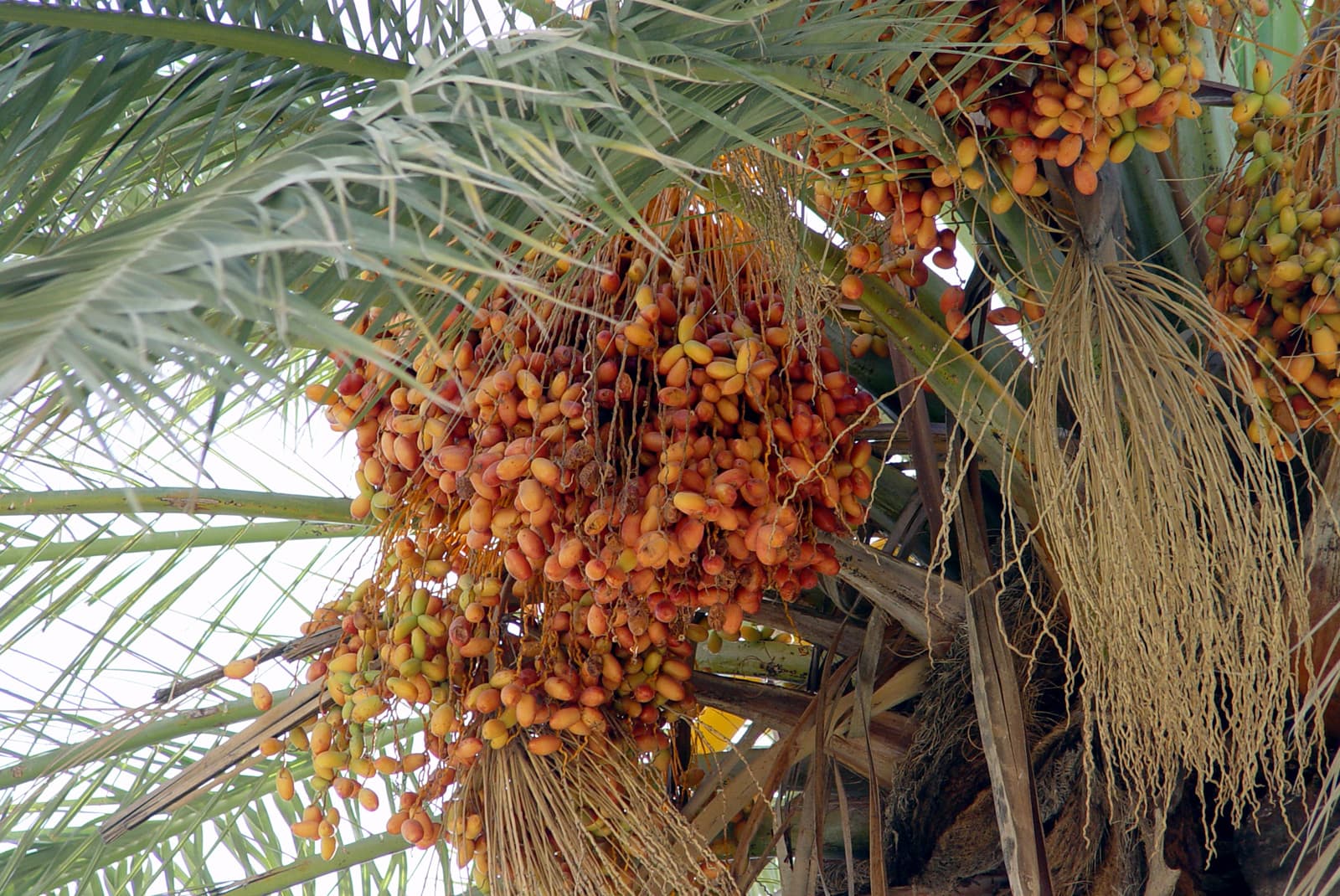 Dates Detail