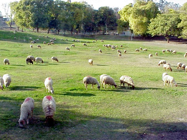 Sheep Grazing