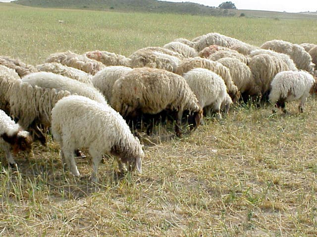 Flock of Sheep