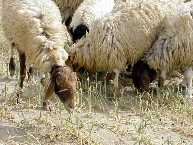 Sheep Detail