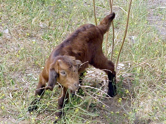 Young Goat