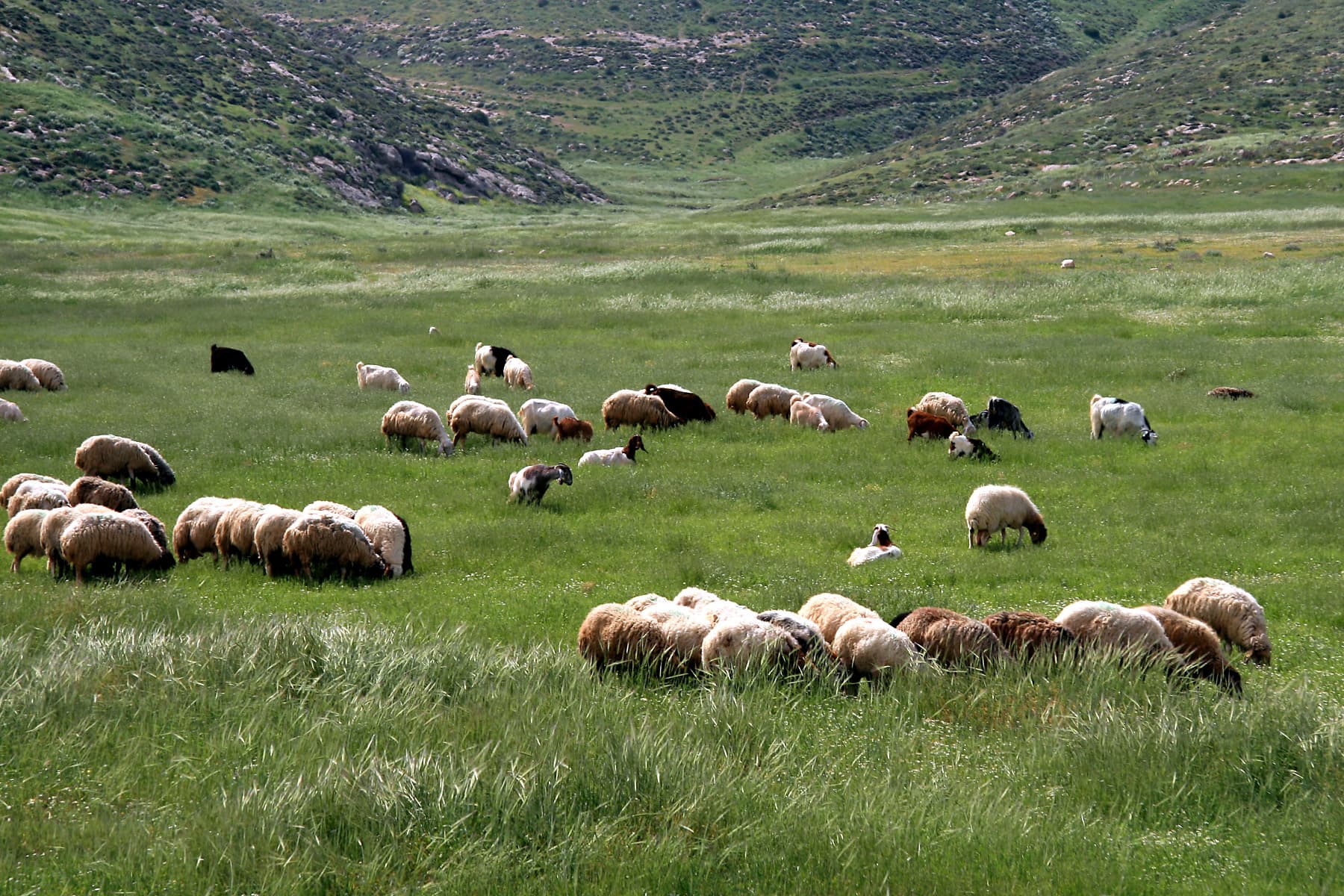 Grazing in April
