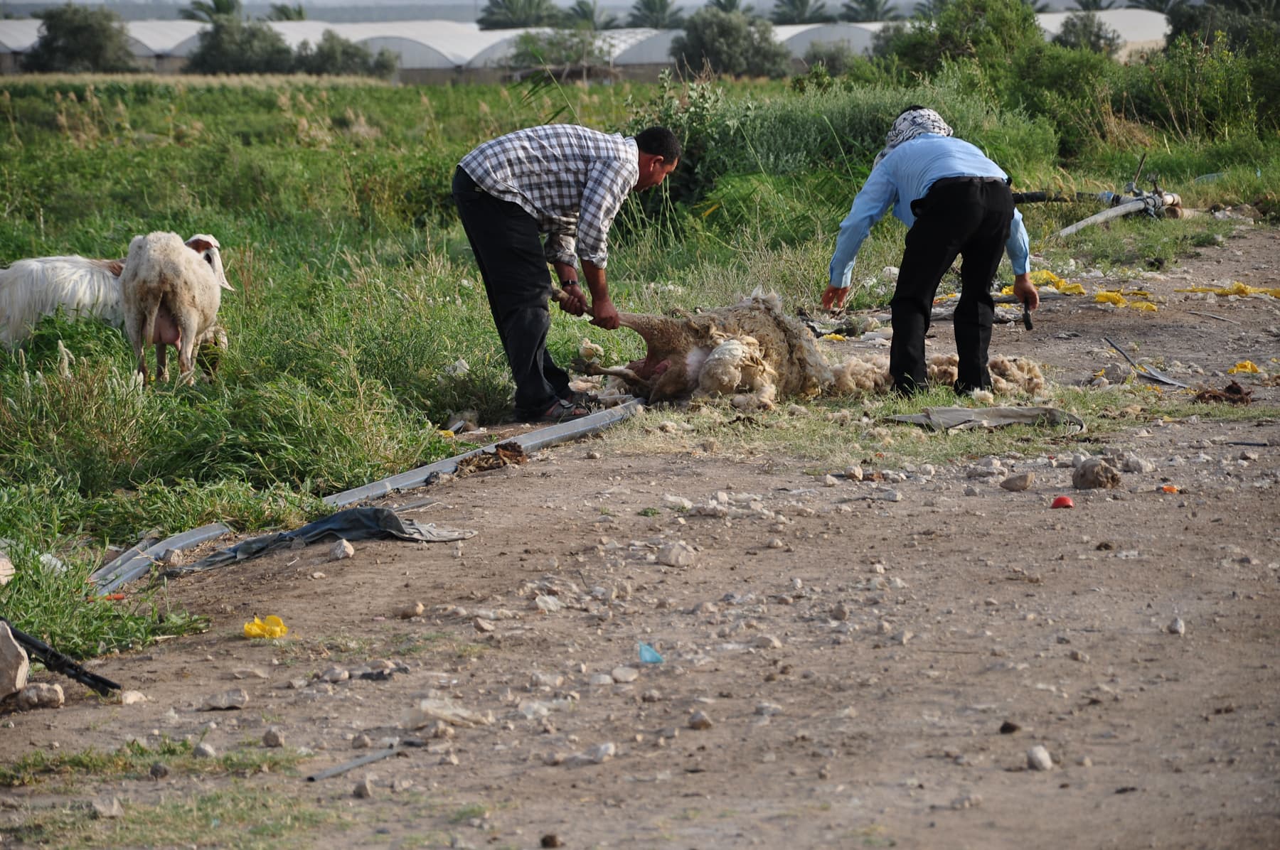 Shearing Sheep 2