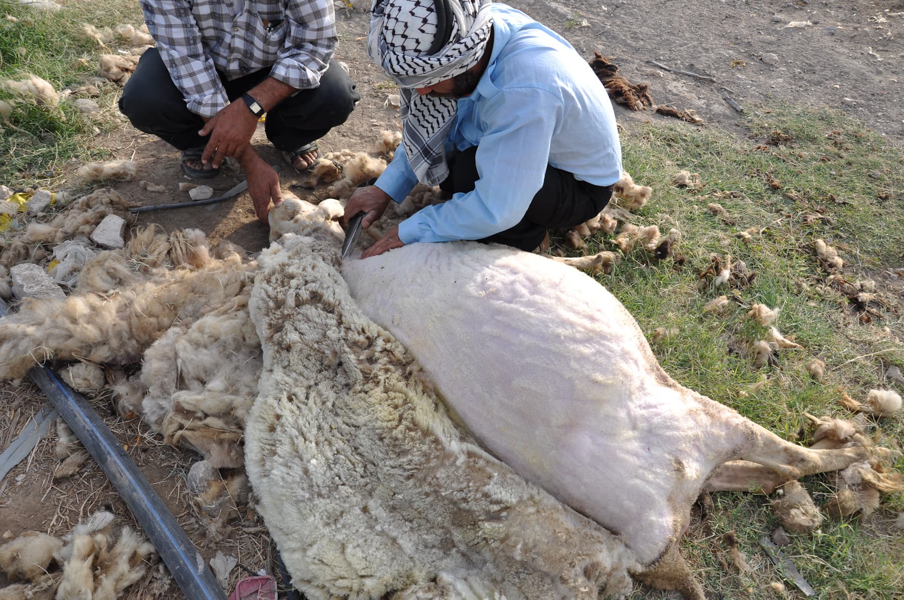 Shearing Sheep 1