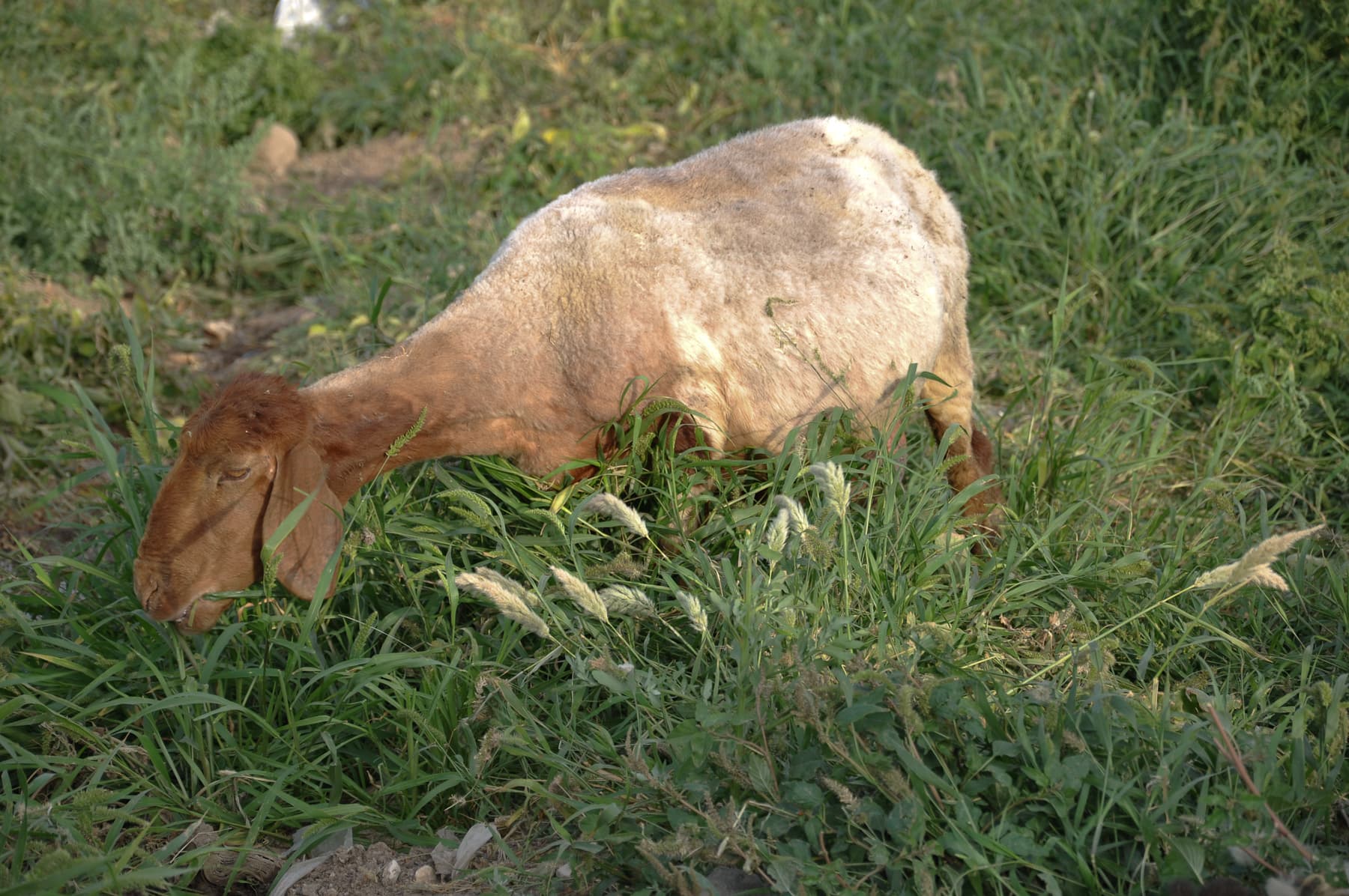 Sheared Sheep