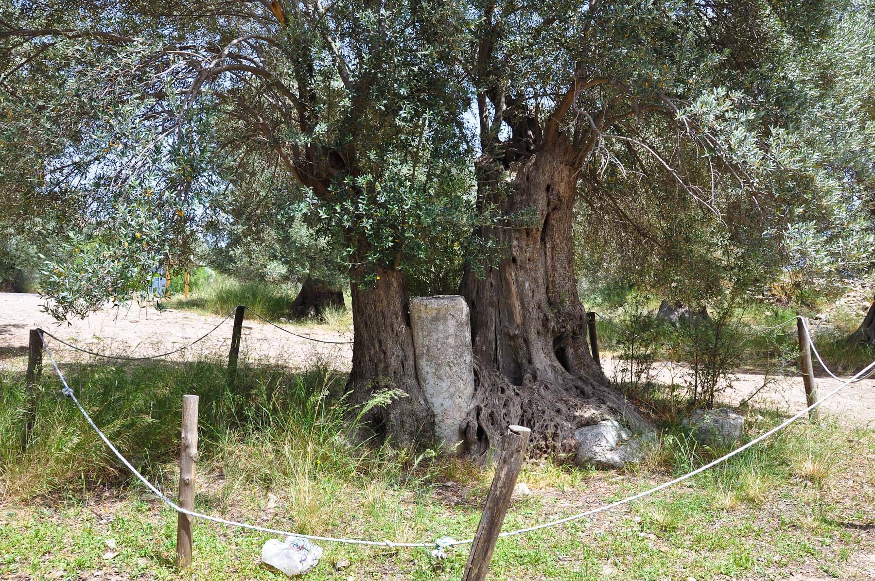 Olive Tree and Column