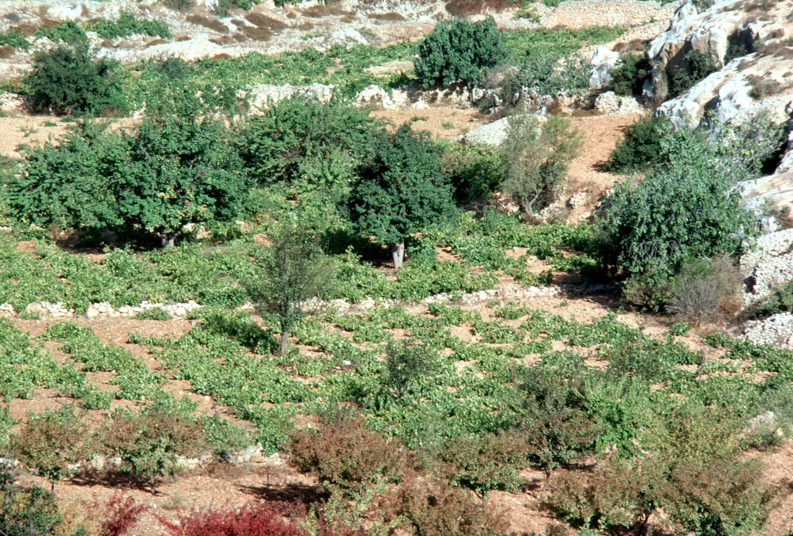 Valley Farm