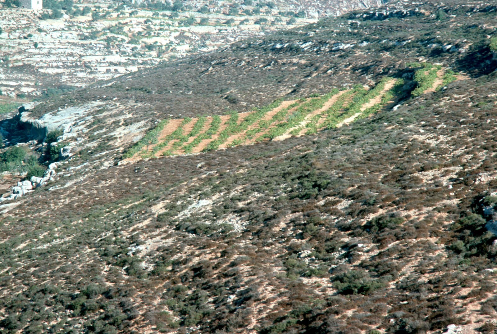 Hillside Vineyard