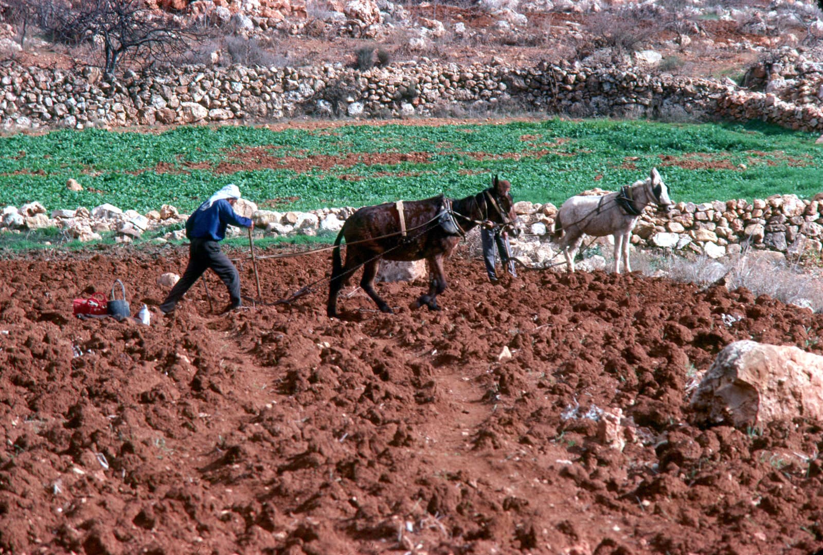 Terra Rossa Soil
