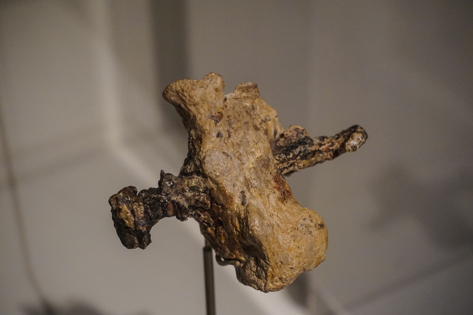 Heal bone of a man who was crucified—with the nail still in place.