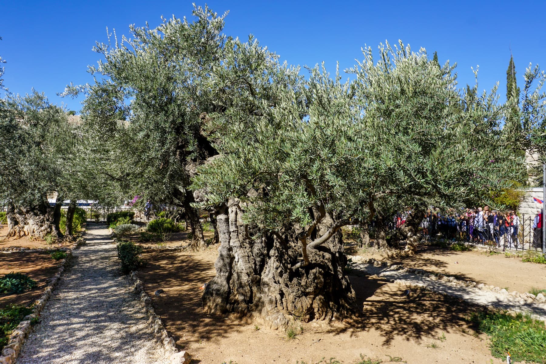 Olive Trees 2