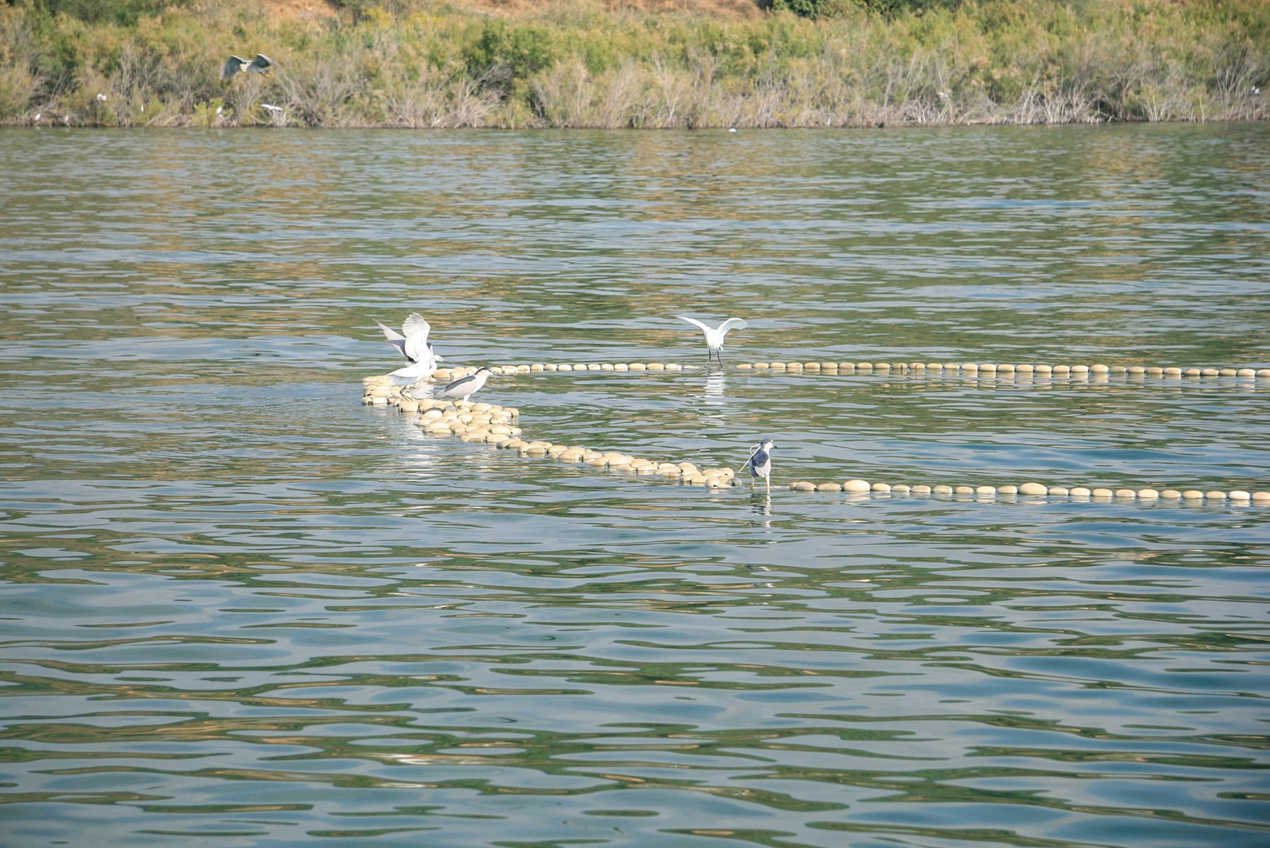 Birds on the Floats