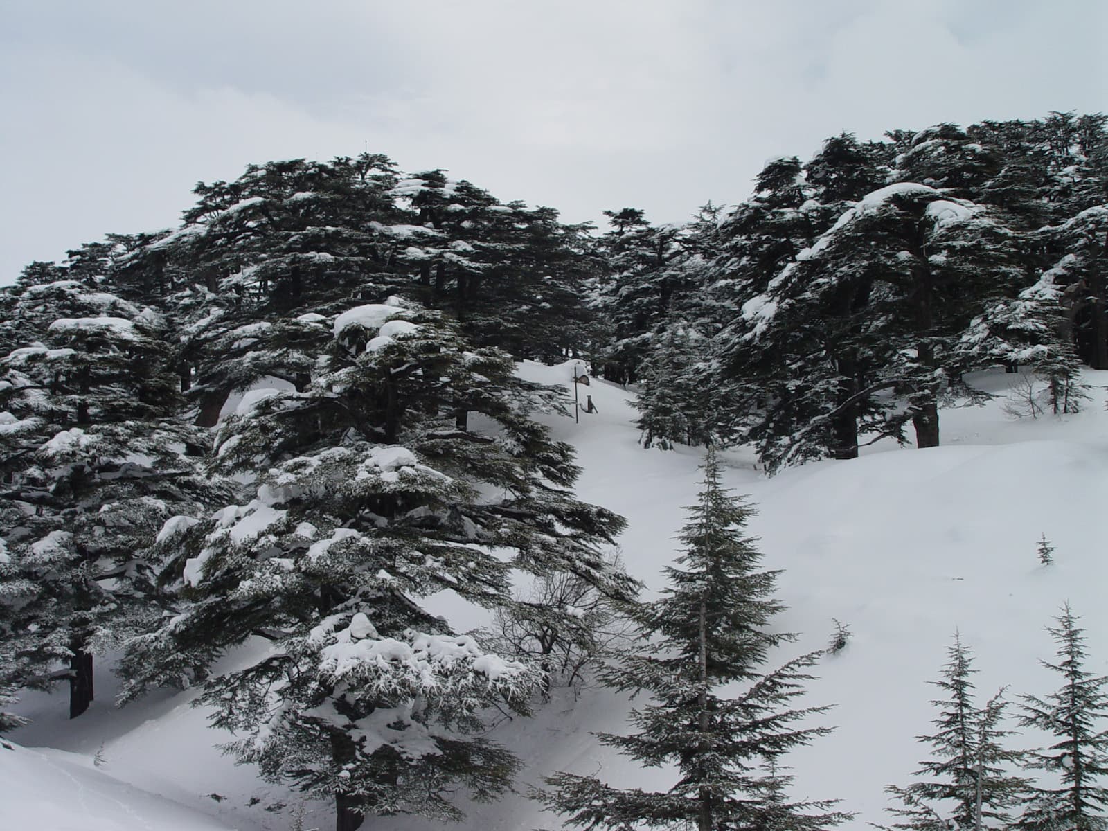 Cedar Trees