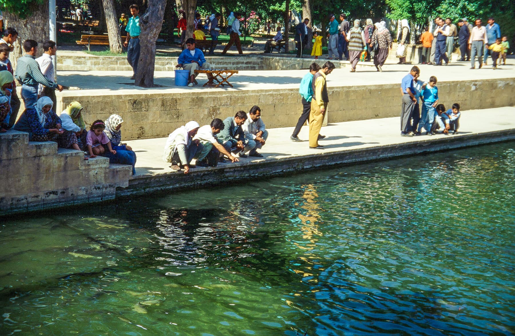 Carp Pool 3