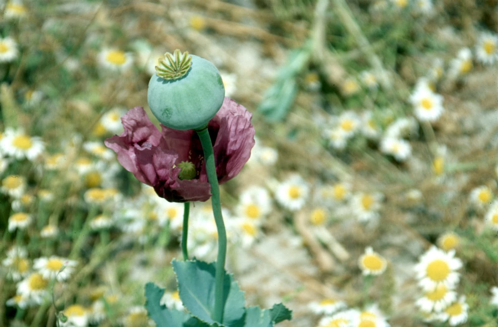 Opium Poppies