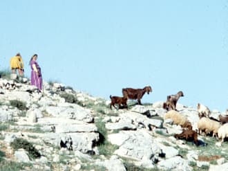 Map or image for Shepherding
