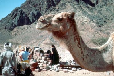 Map or image for Camels